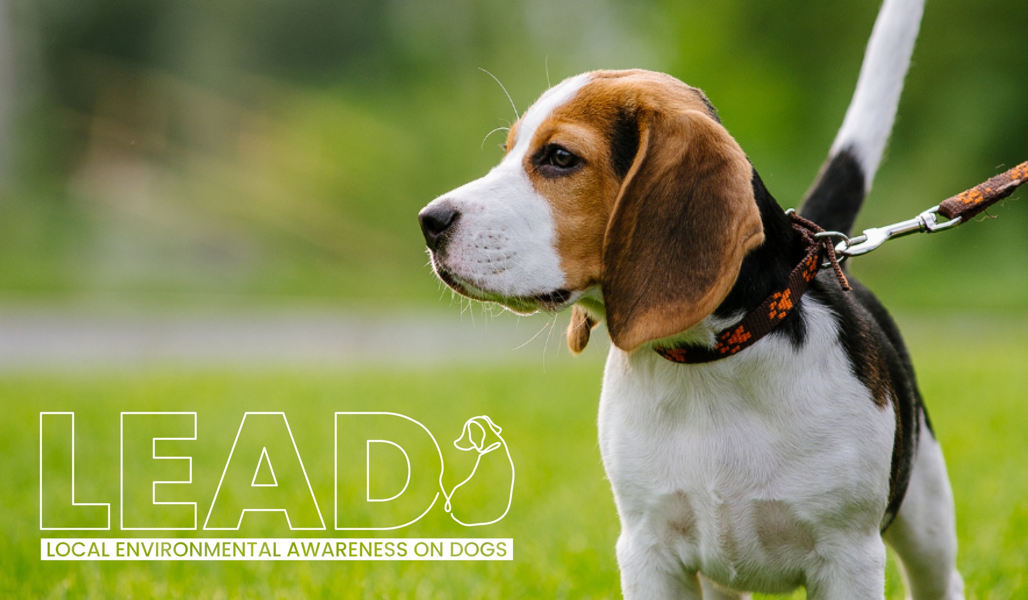 Picture of a dog with the words 'Local environmental awareness on dogs'